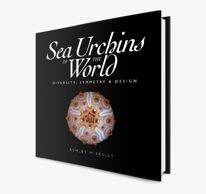 Sea Urchins Of The World - Sea Urchins Of The World: Diversity, Symmetry, transparent png #825893