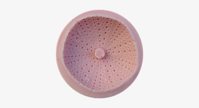 Sea Urchin - Circle, transparent png #825941