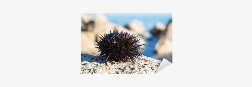 Sea Urchin, transparent png #825986
