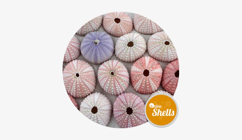 Sea Urchin Pink - Sea Urchin, transparent png #826056