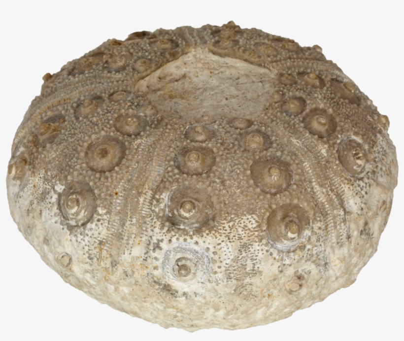 “rhabdocidaris Nobilis” Sea Urchin - Marine Invertebrates, transparent png #826072