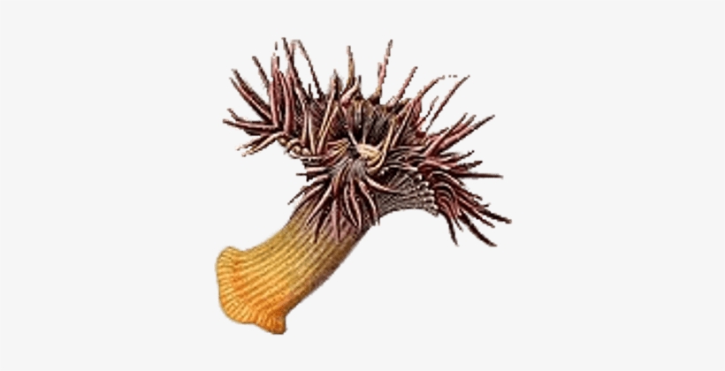 Transparent Background Sea Anemone, transparent png #826091
