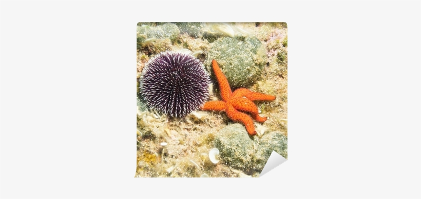 Sea Urchin And Starfish On The Sea Bed Wall Mural • - Estrellas De Mar Y Erizos, transparent png #826188