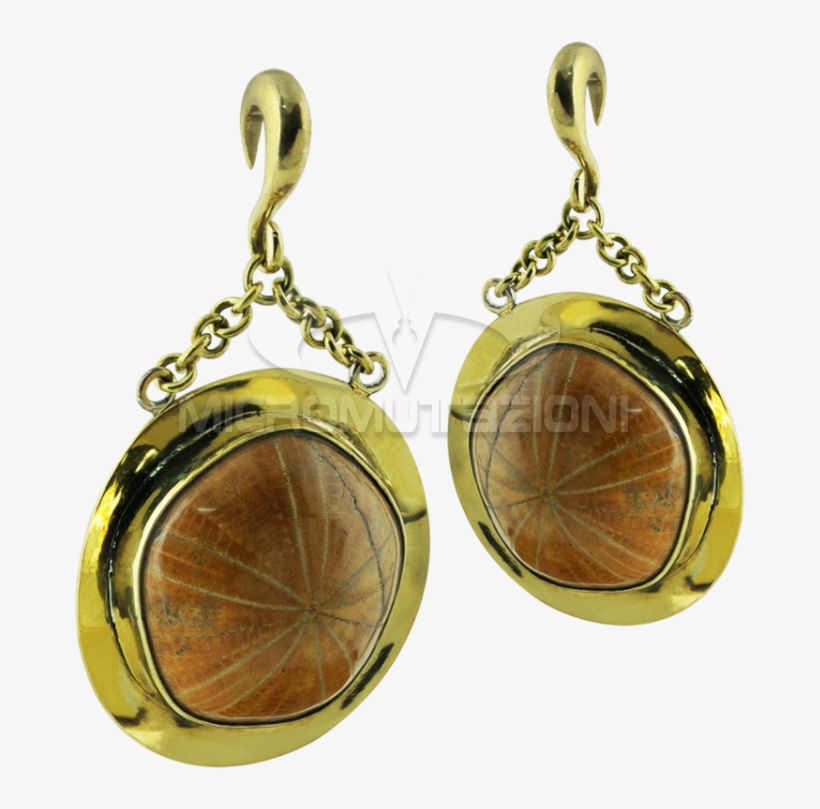 Fossil Sea Urchin In Brass Pendant Earrings Ear - Earring, transparent png #826304