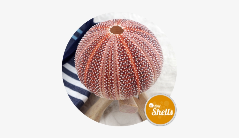 Sea - Queen Scallop, transparent png #826378