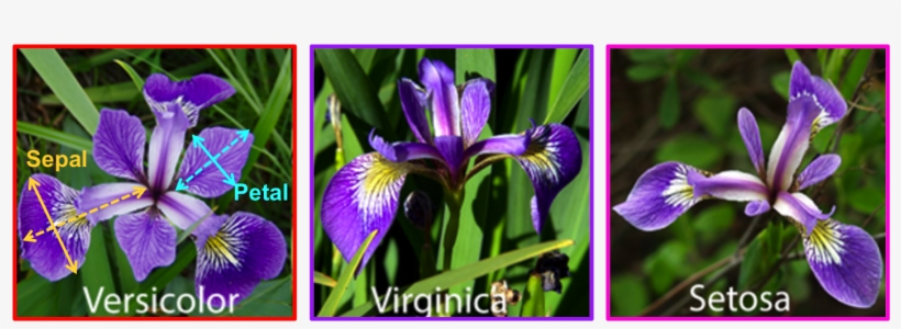 Iris - Iris Sepal And Petal, transparent png #826789