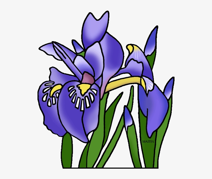 Tennessee State Flower - Phillip Martin Clipart Flower, transparent png #826815