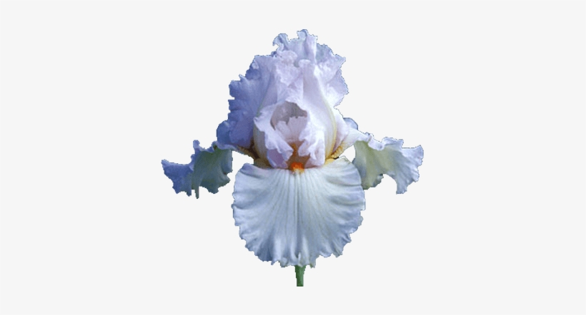 Best Picture Of Purple Iris Flower Iris Purple Bouquet - White Iris Flower Png, transparent png #826880