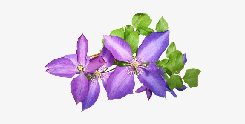 Leather Flower, transparent png #826939