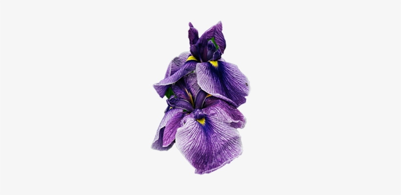 Iris-sm - Maine, transparent png #826958