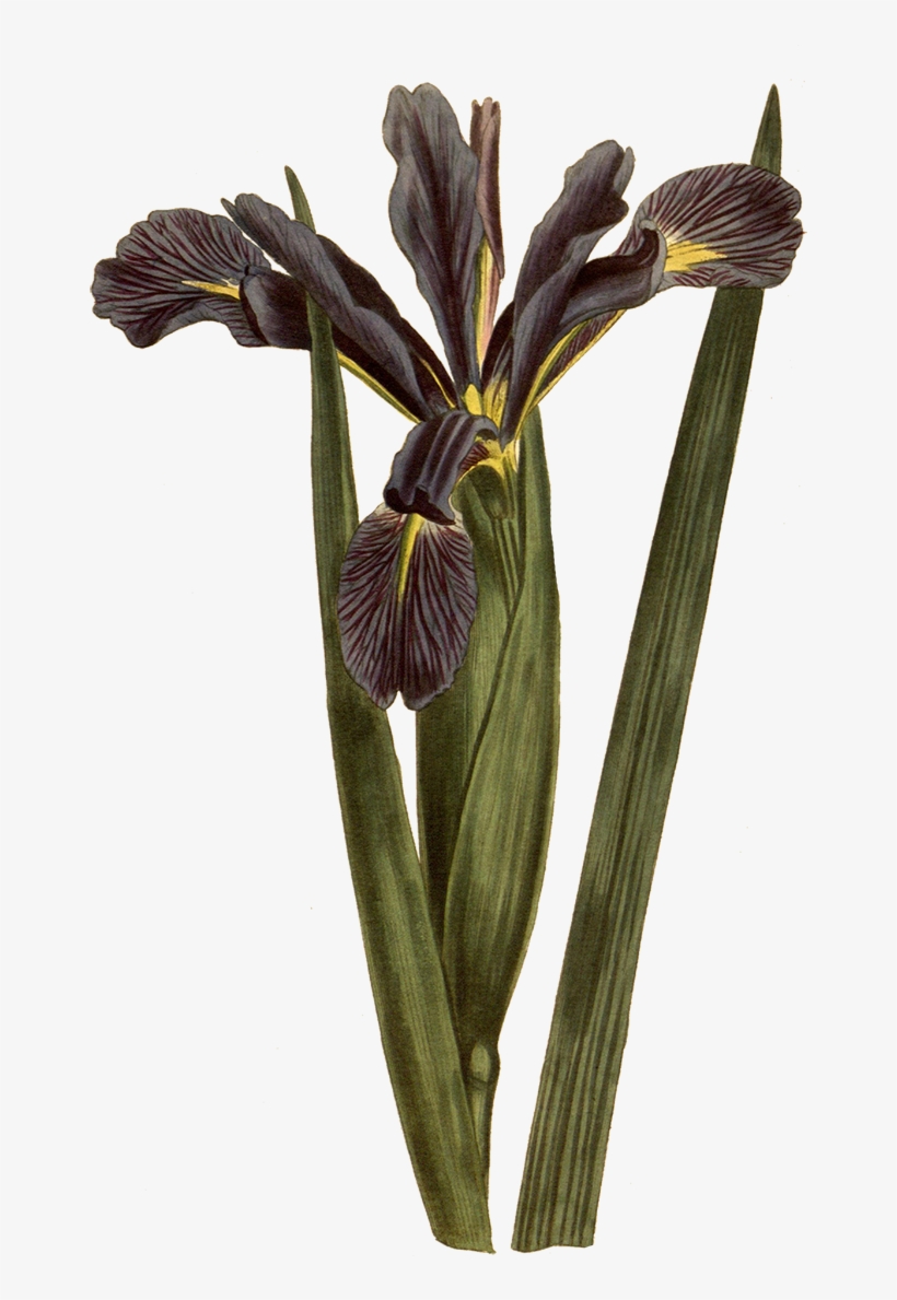 Download At - Botany, transparent png #827012