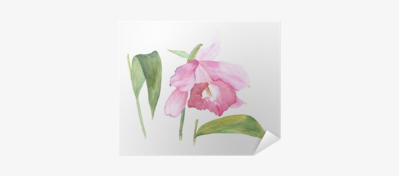 Botanical Watercolor Illustration Sketch Of Pink Cattleya - Cattleya Watercolors, transparent png #827016