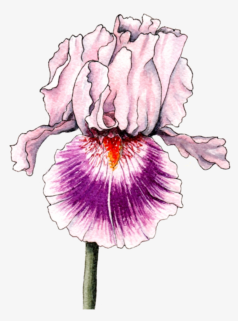 Rhizomes Available In August - Iris, transparent png #827104