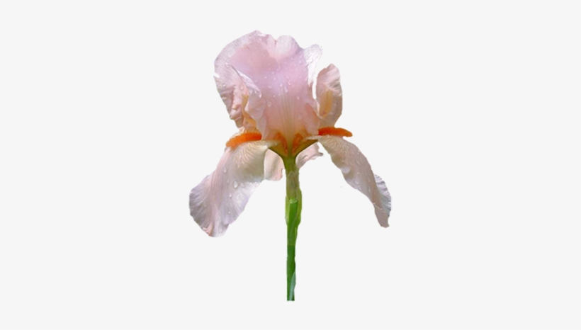 Ir09 400 X - Mobile App, transparent png #827189