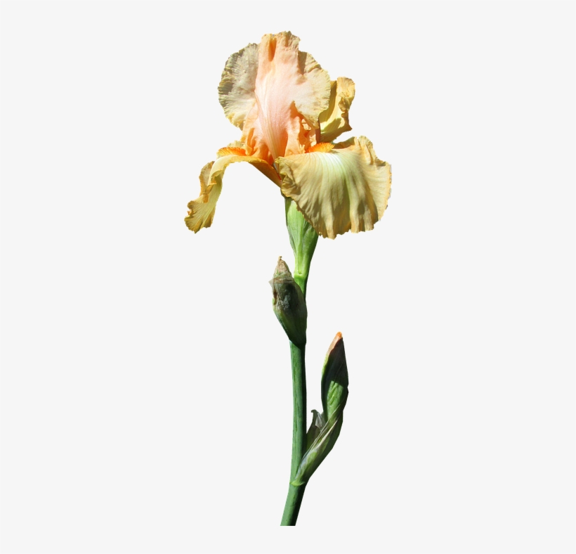 Iris, Yellow, Stem - Photograph, transparent png #827538