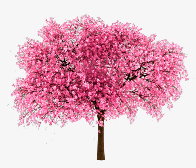 Pink Sticker - Japanese Cherry Tree Png, transparent png #8202991