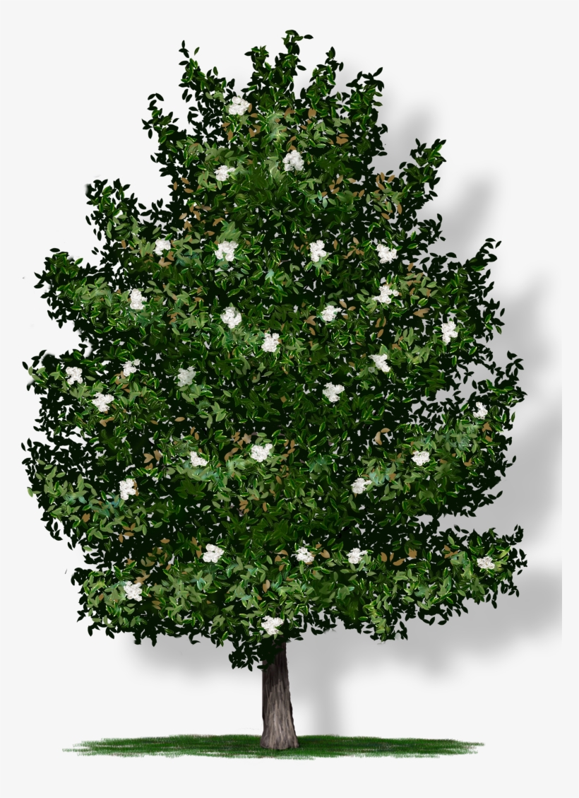 Tree Height - Transparent Background Tree Png, transparent png #8203033