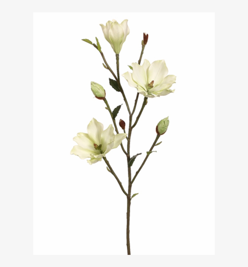 39" Tree Magnolia Branch Green - Evening Primrose Family, transparent png #8203183