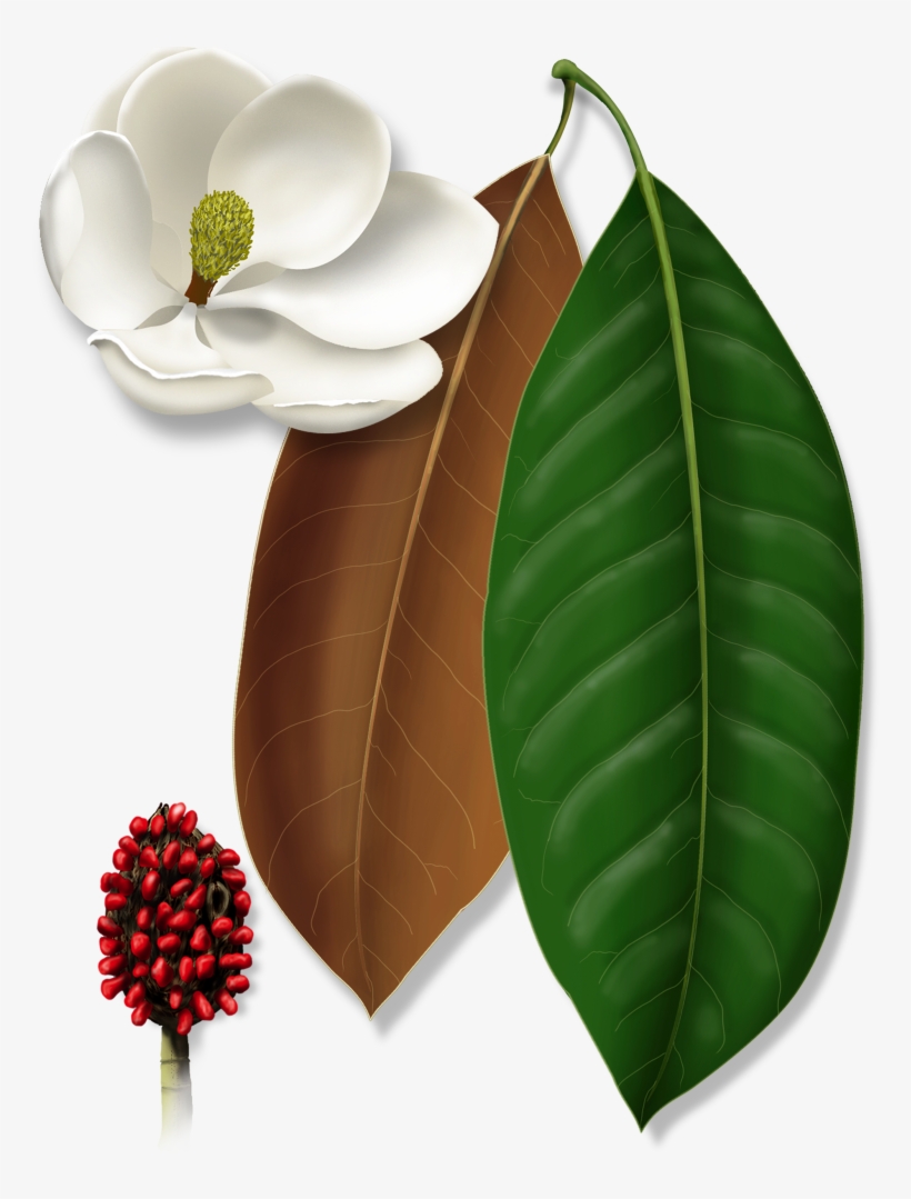 Expand Image - Bay Laurel, transparent png #8203226