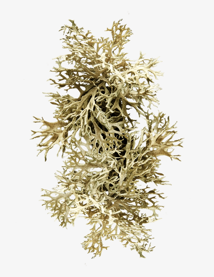 Noble Viii Magnolia - Pond Pine, transparent png #8203614