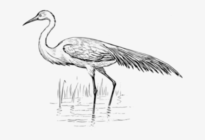 Egret Clipart Crane Bird - Blue Crane Black And White, transparent png #8204025