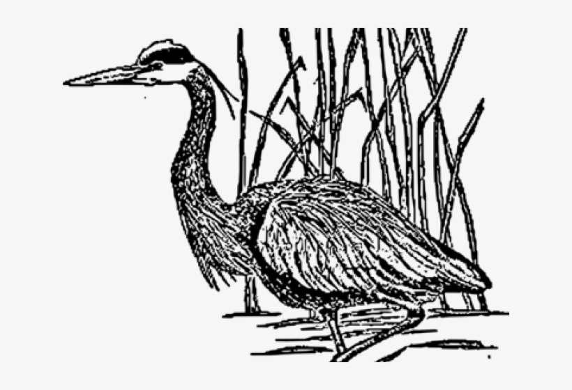 Sea Bird Clipart Crane Bird - Heron, transparent png #8204300
