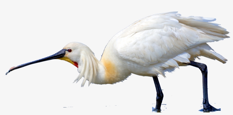 3420 X 1584 3 - Sandhill Crane, transparent png #8204622