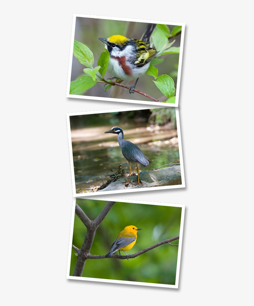 Spring Bird Count - Great Blue Heron, transparent png #8204897