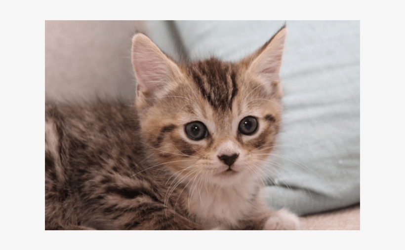 Photo Of Twix Nk2866 - Kitten, transparent png #8205085
