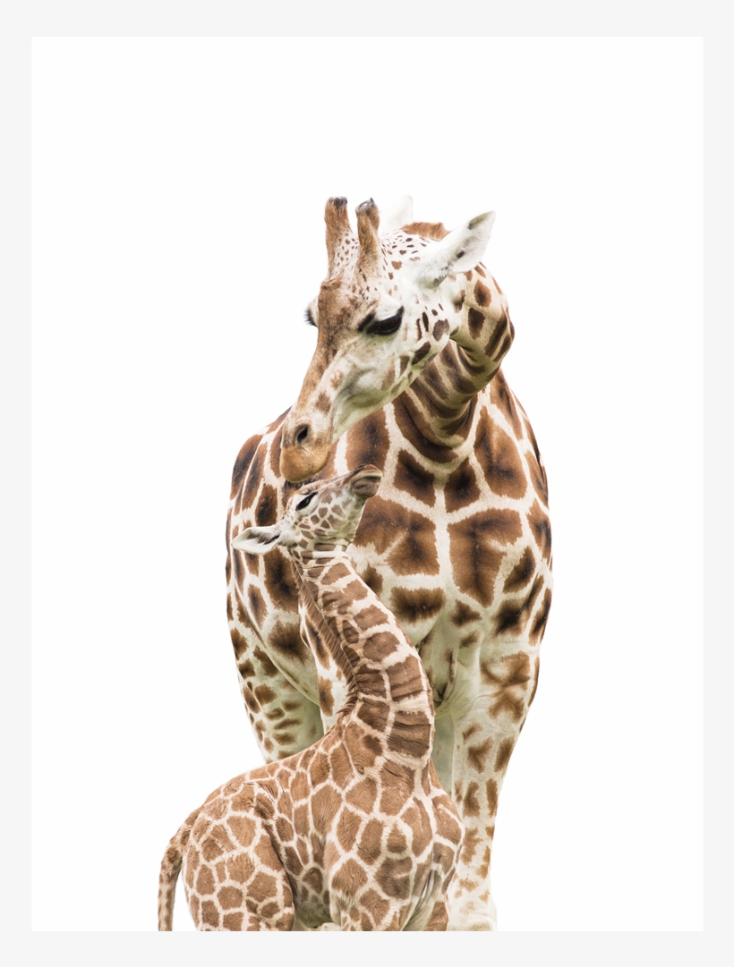 Baby Giraffe Png, transparent png #8206458