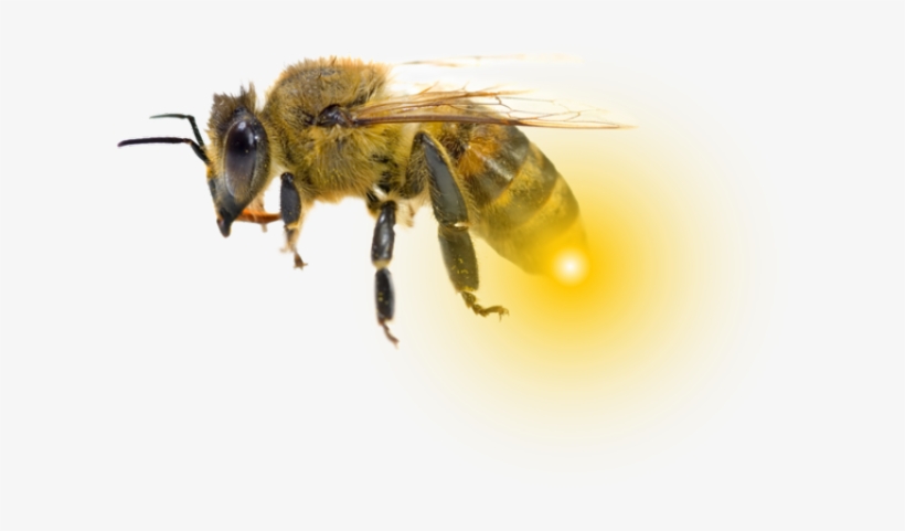 Images Bee - Honeybee, transparent png #8207150