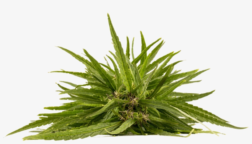 Hemp Derived Cbd Is Everywhere But Where Is It Coming, transparent png #8207322