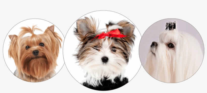 Morkie, Yorkie And Maltese - Morkie, transparent png #8208294