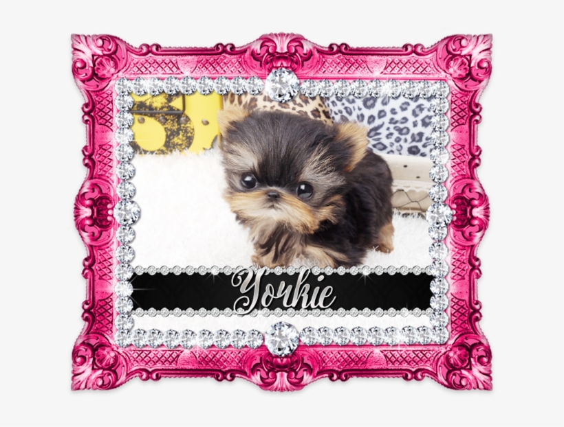 Lil Amazing Micro Teacup Giselle Available <3 - Companion Dog, transparent png #8208793