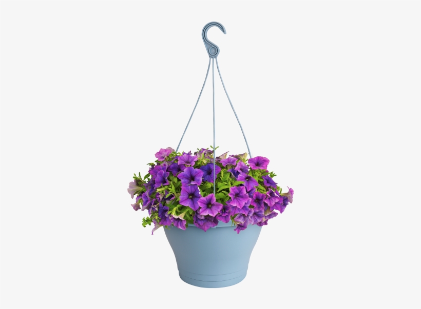 Home > Collection > Corsica Hanging Basket - Bougainvillea, transparent png #8210215
