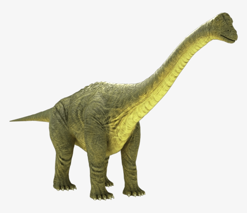 brontosaurus teeth