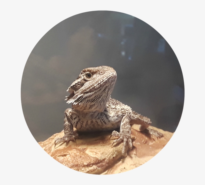 Making A Commitment To A Pet Can Be Minimal Or It Can - Dragon Lizard, transparent png #8210755