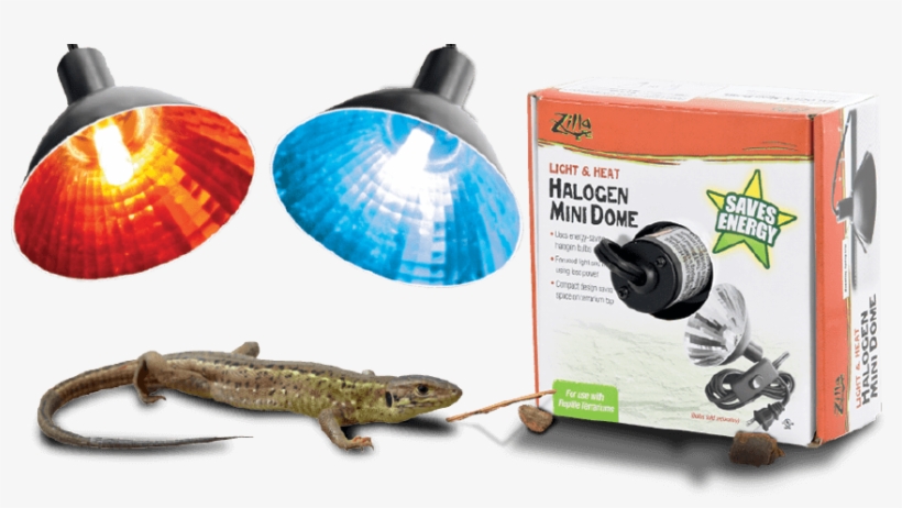 Halogen Mini Dome - Alligator Lizard, transparent png #8212025