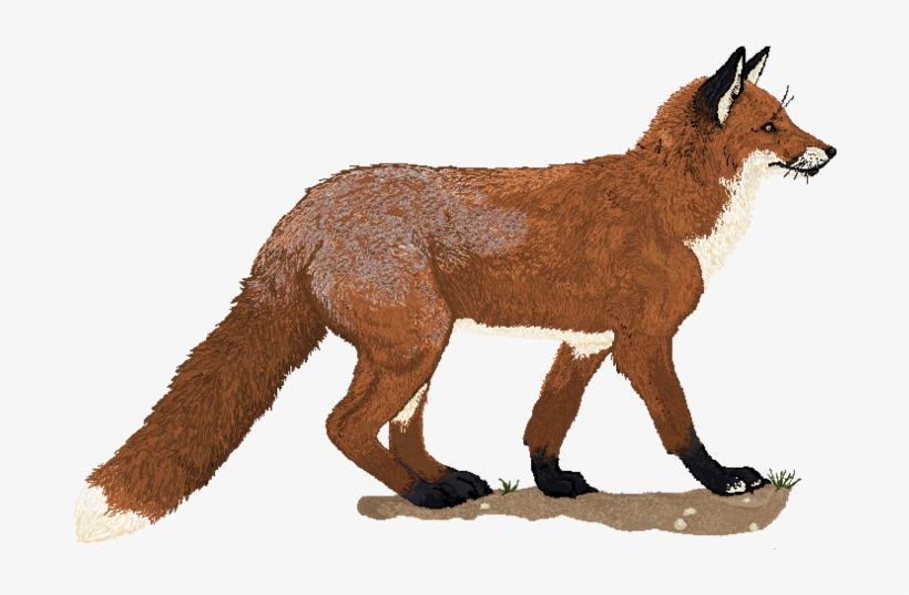 Pixel By Howlecho On Clipart Library - Pixel Art Realistic Fox, transparent png #8215111