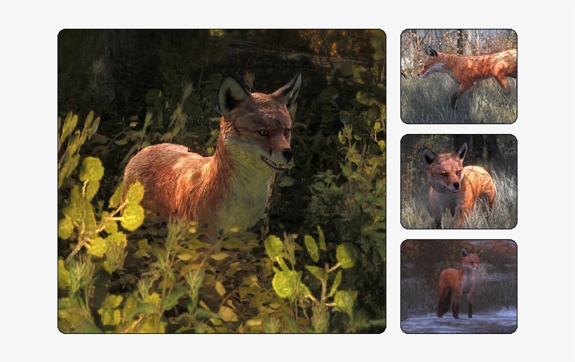The Red Fox Is The Largest Of The True Foxes And The - Hunter Call Of The Wild Fox, transparent png #8215324