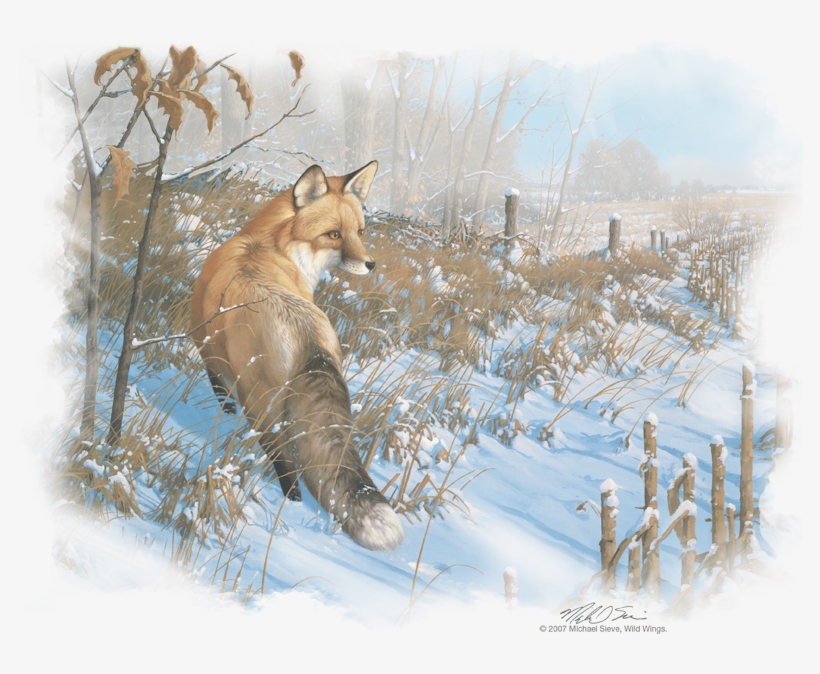 Wildlife Winter Red Fox Youth T Shirt - Paintings Of Foxes In Winter, transparent png #8216231