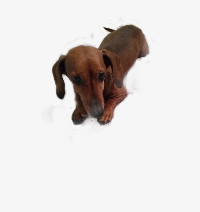Dachshund, transparent png #8216896
