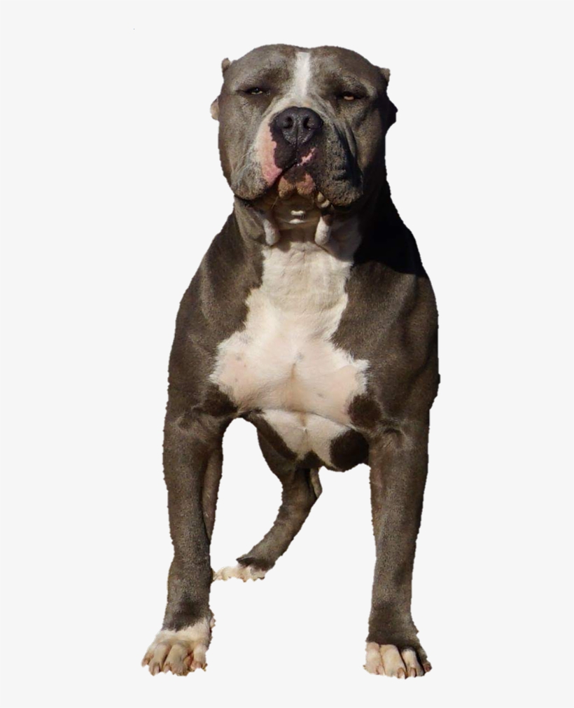 Staffordshire Bull Terrier, transparent png #8217028
