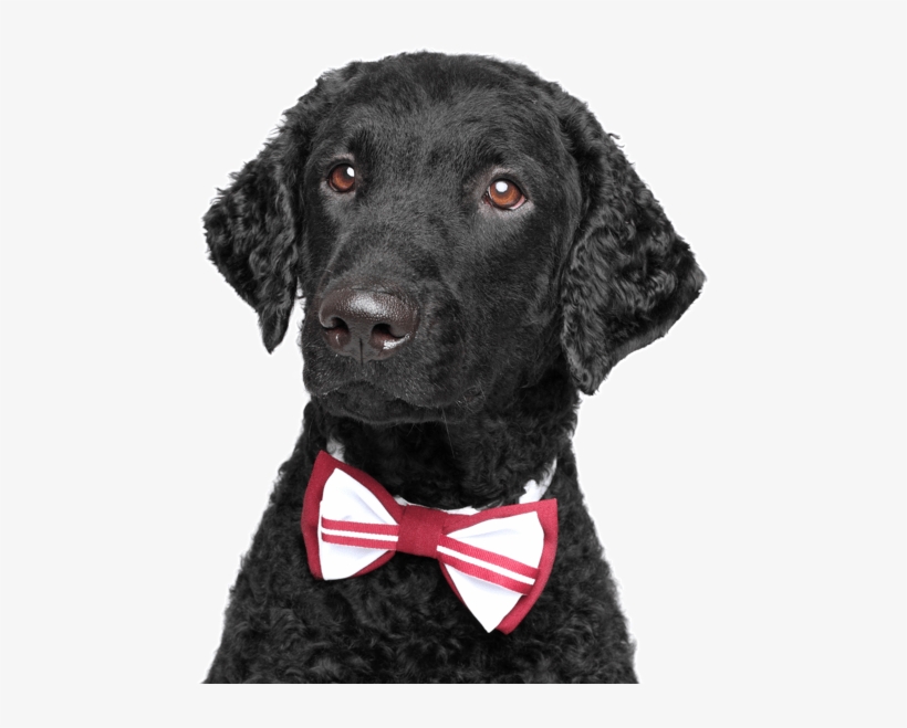 Curly-coated Retriever - Labrador Retriever, transparent png #8217323