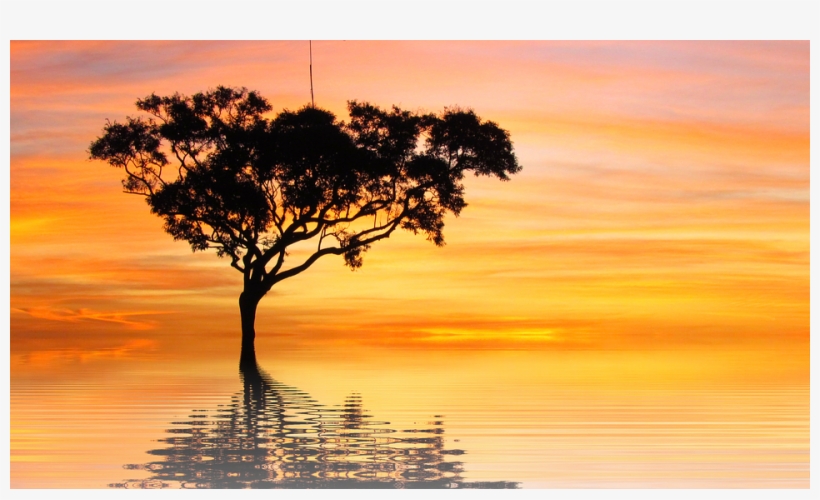 Sunset, Sun, Vacations, Nature, Tree, Isolated, Scenic - Scruffy Swanks Pullover Hoodies, transparent png #8219107