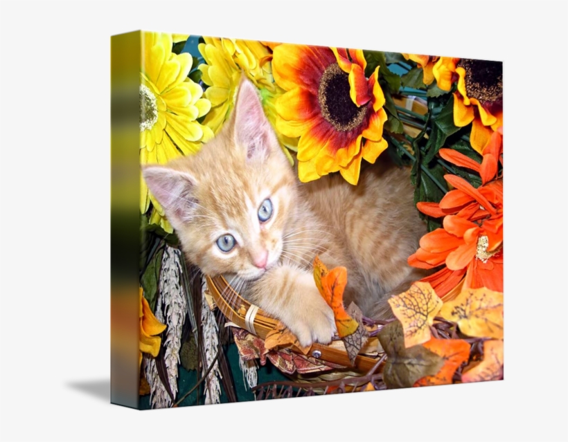 Kitty Kitten Leaning To One Side By - Tabby Cat, transparent png #8219368