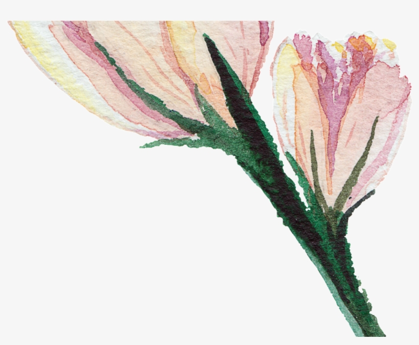 Transparent Watercolor Flowers In Early Puberty Free - Transparent Watercolor Flowers Hd, transparent png #8220587