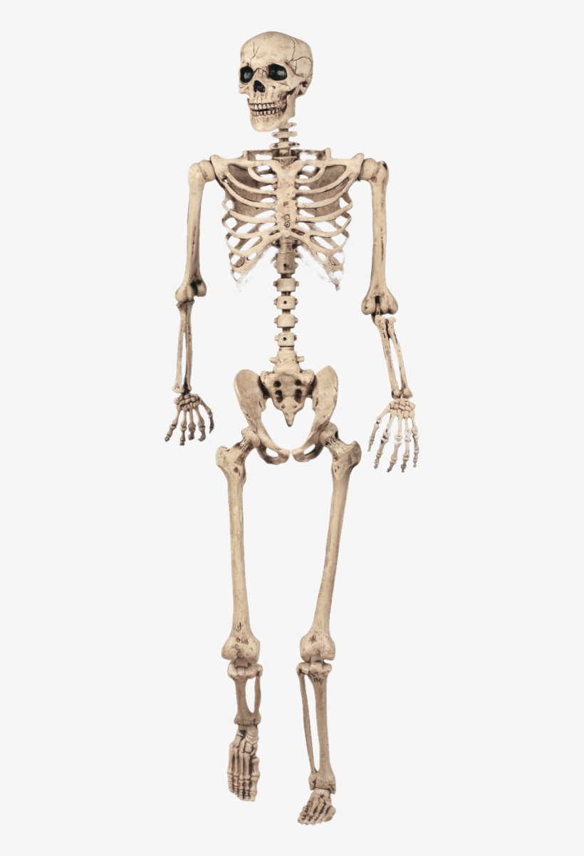Full Skeleton Model - Halloween Skeleton, transparent png #8220700