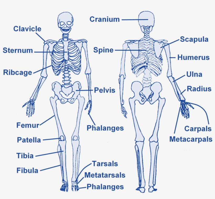 Skeleton - Level 2 Gym Instructor Skeleton, transparent png #8221174