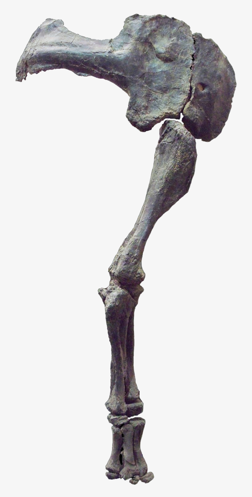 Camarasaurus Arm - Macro Photography, transparent png #8221459